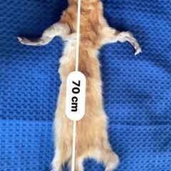 テン　鞣皮の画像