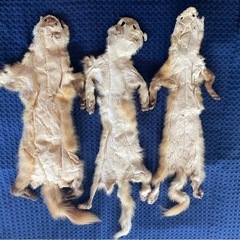 テン　鞣皮の画像