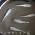 ランキングキーワードに紐づく投稿画像-メダカ