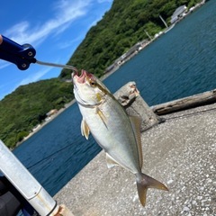 船釣りを初めていくのでよければジギングの竿譲っていただけませんか？