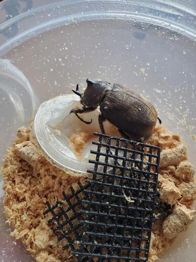 ヨルゲンセンヒメゾウカブト♂️♀️ペア