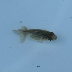 らんちゅう稚魚／10匹（商談中)
の画像