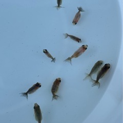 らんちゅう稚魚／10匹（商談中)
の画像