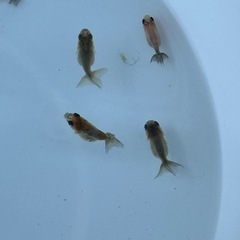 らんちゅう稚魚／10匹（商談中)
の画像