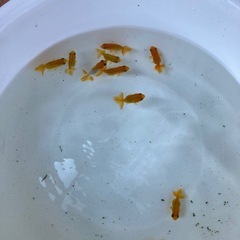 国産　らんちゅう　1匹　300円　の画像