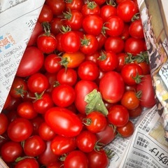 【大好評】トマト（モモタロウ）　ミニトマト　お譲りします。　①の画像