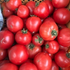 【大好評】トマト（モモタロウ）　ミニトマト　お譲りします。　①の画像