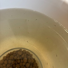 メダカ𓆜𓆝針子・稚魚𓆟お好きな匹数の画像