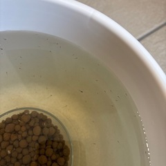 メダカ𓆜𓆝針子・稚魚𓆟お好きな匹数の画像