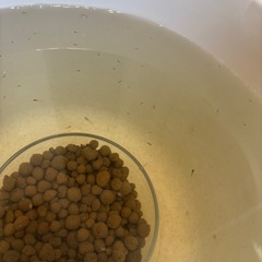メダカ𓆜𓆝針子・稚魚𓆟お好きな匹数の画像
