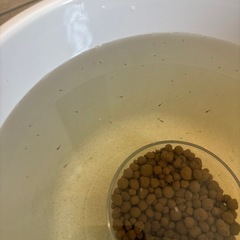 メダカ𓆜𓆝針子・稚魚𓆟お好きな匹数の画像