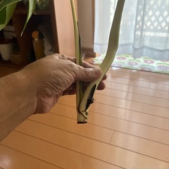 モンステラ斑入りホワイトタイガー　　ボルシギアナ  の画像