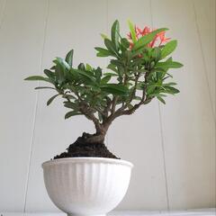 【取引中】🌿20cmサンダンカ/天然ゴケ/盆栽/観葉植物🌿の画像