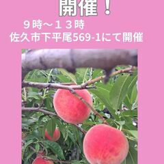 「一番美味しい瞬間」の桃を味わう！　桃の直売会開催します🍑