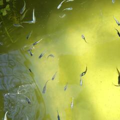 ②期間限定　幹之メダカ　みゆき　メダカ　若魚１匹〜の画像