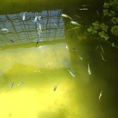 ②期間限定　幹之メダカ　みゆき　メダカ　若魚１匹〜の画像
