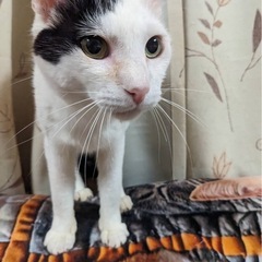 可愛い保護猫のんちゃん