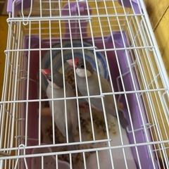 シルバー文鳥