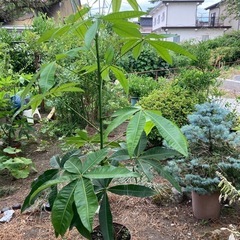 パキラ鉢付き
の画像