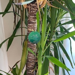 ユッカ　鉢植えの画像