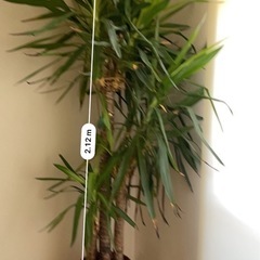 ユッカ　鉢植えの画像
