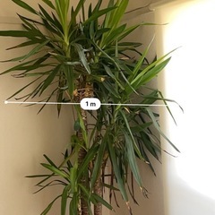 ユッカ　鉢植えの画像