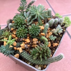 サボテン，多肉植物寄せ植えの画像