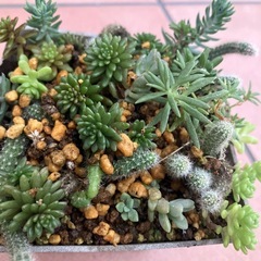 サボテン，多肉植物寄せ植えの画像