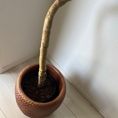 ニトリ フェイクグリーン 高さ120cm 美品！ 観葉植物 インテリアにの画像