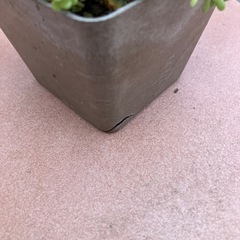 サボテン，多肉植物寄せ植えの画像
