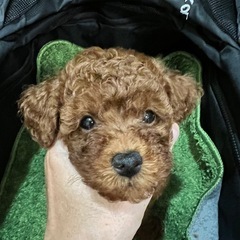 子犬の飼い主さんは全て決まりました！多数のお問い合わせ誠にありが...