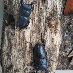 【取引中】カブトムシ　クワガタの画像