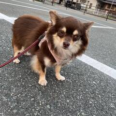 保護犬猫達に毛布等々ください！