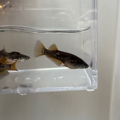 オランジェメダカ 種親セット（オス1・メス3）の画像