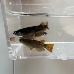 オランジェメダカ 種親セット（オス1・メス3）の画像