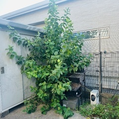 ※庭の草むしり【管理】 - 稲沢市