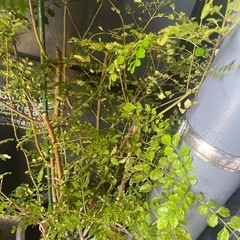 本日引き取りの方！是非シマネトリコ10号サイズ観葉植物の画像