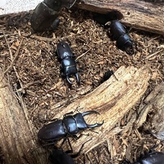 クワガタ、カブトムシの画像