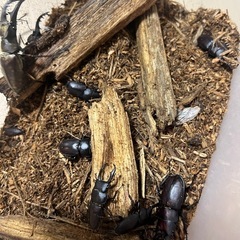 クワガタ、カブトムシの画像