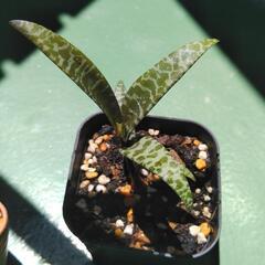 【観葉植物】レデボウリア・ソシアリス③の画像