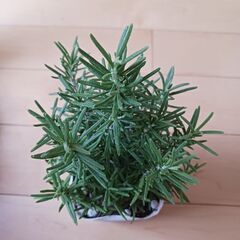 400円　ローズマリー　3号ポット苗　ハーブの画像