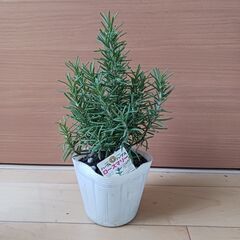 400円　ローズマリー　3号ポット苗　ハーブの画像