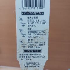 400円　ローズマリー　3号ポット苗　ハーブの画像