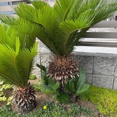 ソテツ　蘇轍の画像