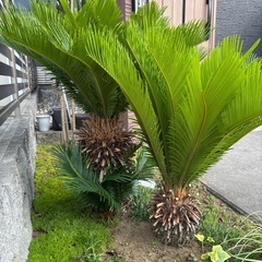 ソテツ　蘇轍の画像