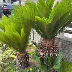 ソテツ　蘇轍の画像