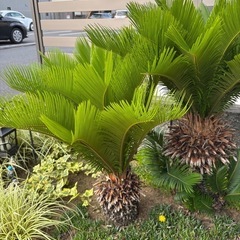 ソテツ　蘇轍の画像
