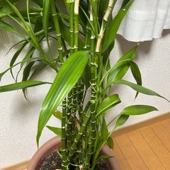 観葉植物ミリオンバンブー？140cmの画像