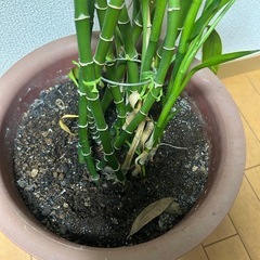 観葉植物ミリオンバンブー？140cmの画像