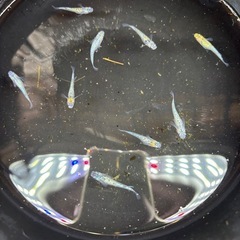 メダカの画像